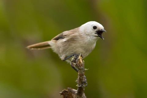 Whitehead (Mohoua albicilla) singing, Tiritiri Matangi Island, New Zealand