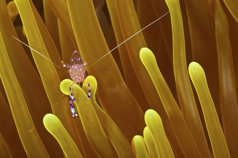 Anemonen-Partnergarnele, Ancylomenes tosaensis Tosa Anemone Shrimp, Ancylomenes tosaensis