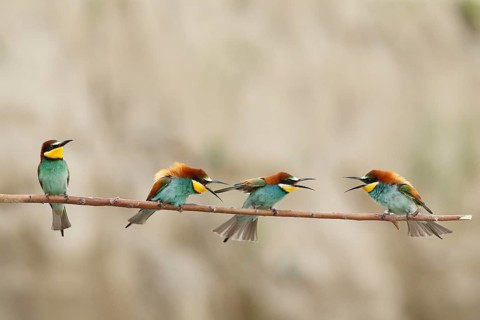 European Bee-eater (Merops apiaster), Piedmont, Italy