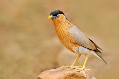 Brahminy myna or brahminy starling, Sturnia pagodarum, bird from India. Myna sitting on the stone,