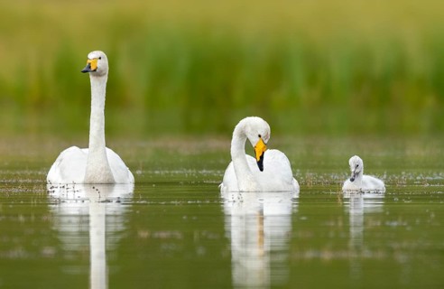 Whooper Swan (Cygnus cygnus) pair with chick, Iceland