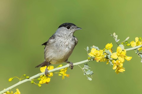 Eurasian Blackcap (Sylvia atricapilla) male, Eilat, Israel
