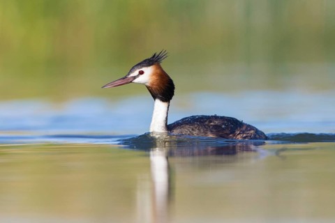 Australasian Crested Grebe (Podiceps cristatus australis), Victoria, Australia