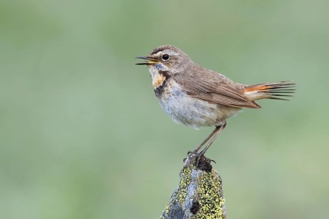 Bluethroat (Luscinia svecica svecica) female singing, Sweden