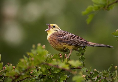 Yellowhammer (Emberiza citrinella) male singing, Mecklenburg-Western Pomerania, Germany