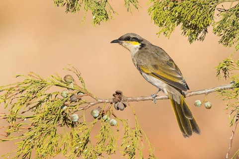Singing Honeyeater (Gavicalis virescens), Victoria, Australia