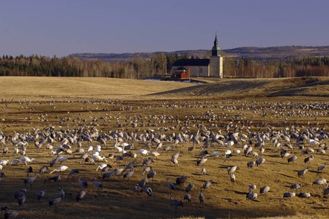Common Crane (Grus grus), Vaestergoetland, Sweden