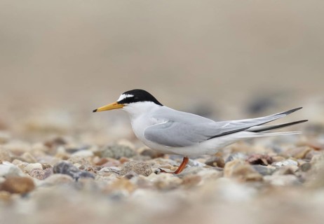 Little Tern (Sternula albifrons), Schleswig-Holstein, Germany