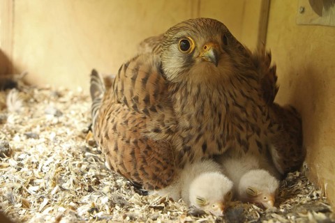 Common Kestrel (Falco tinnunculus) chick, Lower Saxony, Germany