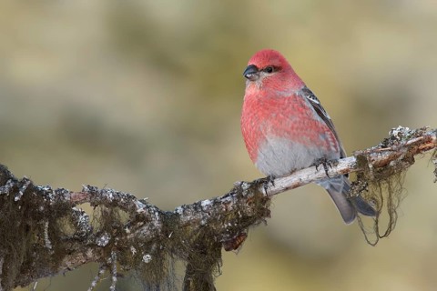 Pine Grosbeak (Pinicola enucleator) male perched on a branch, Alaska, USA