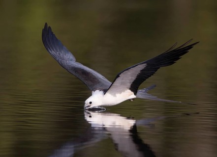 Swallow-tailed Kite (Elanoides forficatus) drinking in flight, Florida, USA