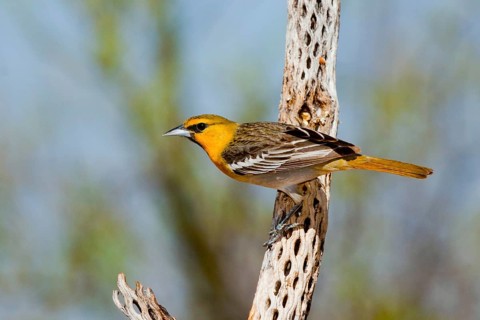 Bullock's Oriole Icterus bullockii Amado, Santa Cruz County, Arizona, United States 16 April First