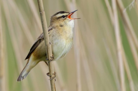 Sedge Warbler (Acrocephalus schoenobaenus) singing, Lower Saxony, Germany