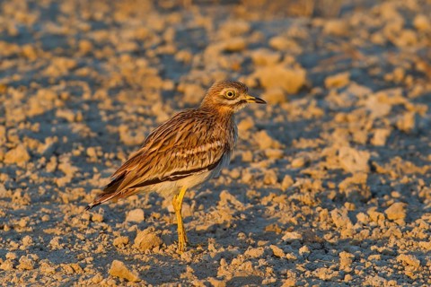 Eurasian Stone-curlew (Burhinus oedicnemus), Mallorca, Spain