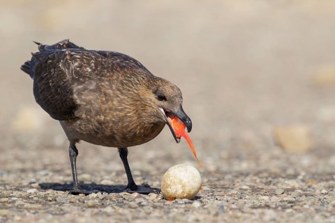 Brown (Subantarctic) Skua (Stercorarius antarcticus lonnbergi) scavenge for food near a penguin