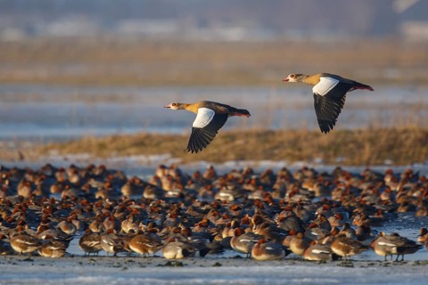 Egyptian Goose & Eurasian Wigeon (Alopochen aegyptiaca & Mareca penelope) pair of Egyptian Goose in