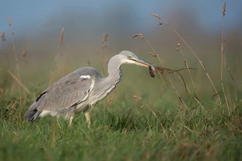 Grey Heron (Ardea cinerea) with mouse prey, North Rhine-Westphalia, Germany