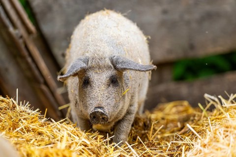Mangalica domestic pig in the straw, Germany