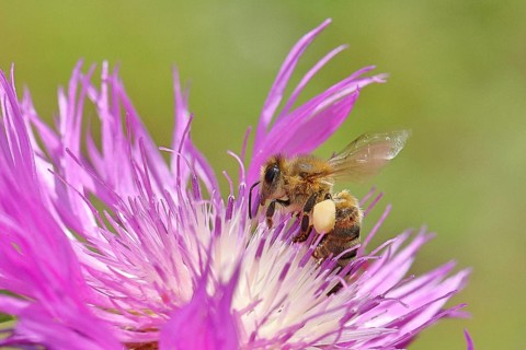 European honeybee (Apis mellifera), with pollen pellets, collecting nectar from a flower of the