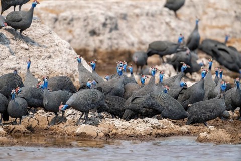 Helmeted guinea fowl (Numida meleagris), flock at the waterhole, Nxai Pan National Park, Botswana