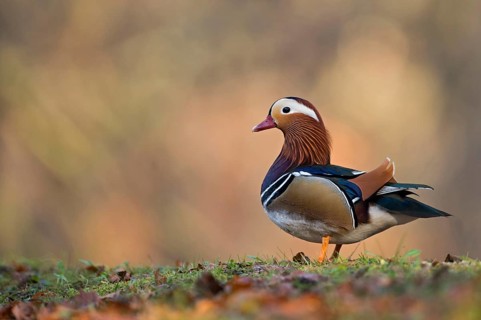 Colourful beauty... Mandarin duck (Aix galericulata), male bird, drake, most colourful and