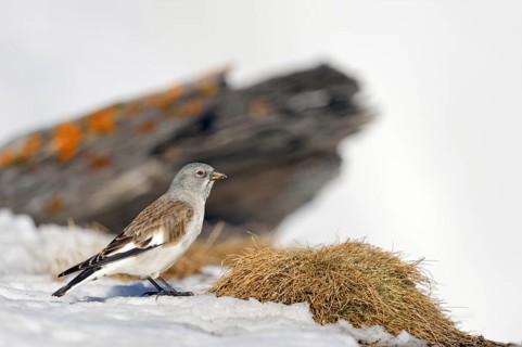 In search of food... Snowfinch (Montifringilla nivalis), also known as Snowfinch, in early spring
