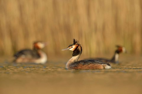 Great Crested Grebe (Podiceps Scalloped ribbonfish) in breeding plumage, breeding plumage, several,