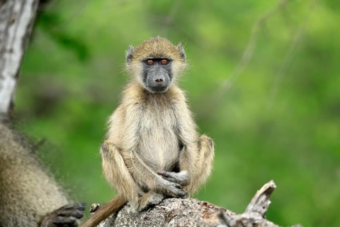 Bear baboon, Tschakma baboon (Papio ursinus), young animal, sitting, on the ground, alert, relaxed,