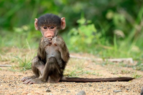 Bear baboon, Tschakma baboon (Papio ursinus), young, baby, on the ground, sitting, eating, Kruger,