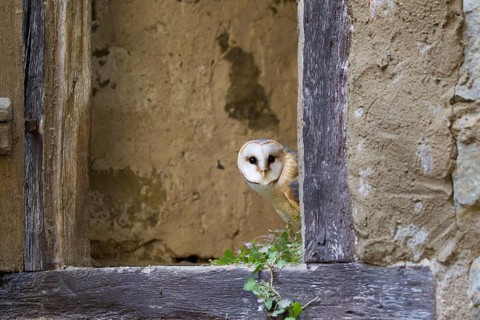 Western Barn Owl (Tyto alba), Germany