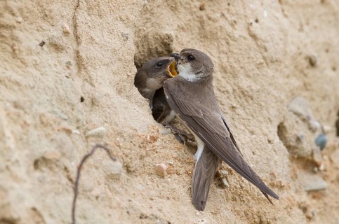 Common Sand Martin - Uferschwalbe - Riparia riparia ssp. riparia, Germany, adult and juvenile
