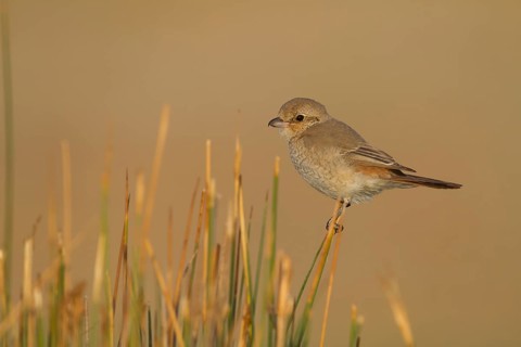 Isabelline Shrike - Isabellwürger - Lanius isabellinus ssp. isabellinus, Oman, juvenile