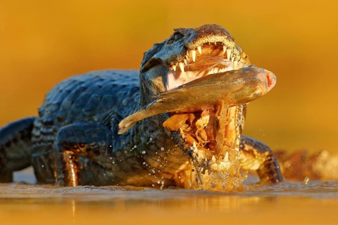 Crocodile catch fish in river water, evening light. Yacare Caiman, crocodile with fish in with open