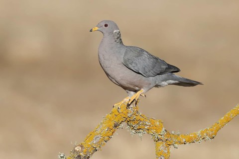Band-tailed Pigeon (Patagioenas fasciata), California, USA
