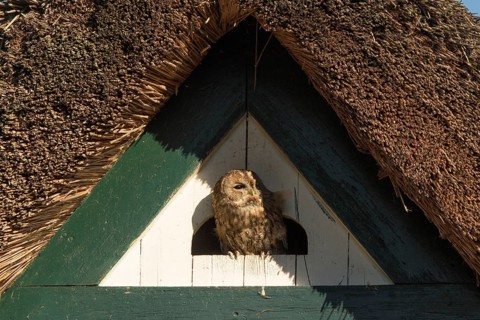 Tawny Owl (Strix aluco), Hamburg, Germany