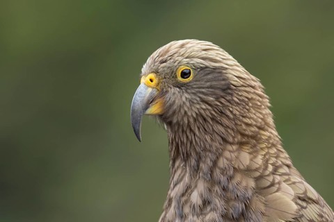 Kea (Nestor notabilis), South Island, New Zealand