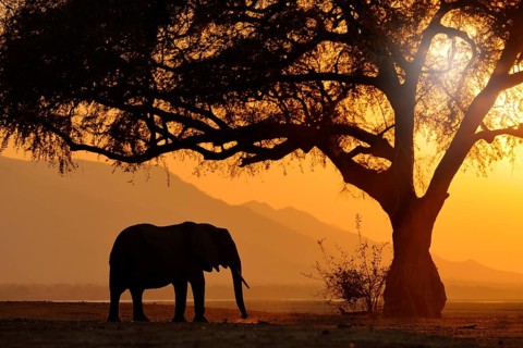 Sunset, Elephant feeding tree branch. Elephant at Mana Pools NP, Zimbabwe in Africa. Big animal in