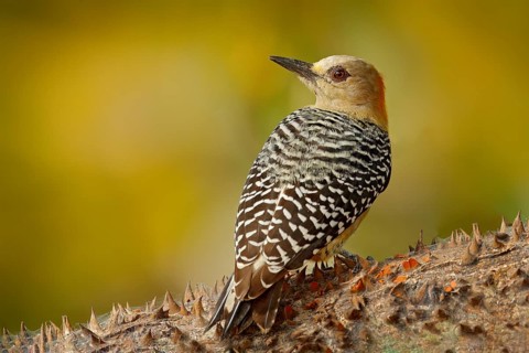 Woodpecker from Costa Rica, Hoffmann's Woodpecker, Melanerpes hoffmanni, sitting on the tree trunk
