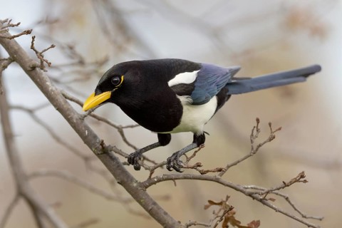 A Yellow-billed Magpie (Pica nuttalli), endemic to California, perched in a deciduous oak tree near