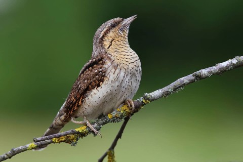 Eurasian Wryneck (Jynx torquilla), Baden-Wuerttemberg, Germany