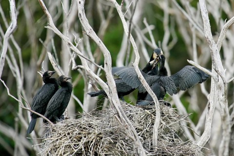 Little Pied Cormorant (Microcarbo melanoleucos) feeding juveniles in nest, North Island, New