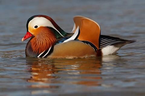 Mandarin Duck (Aix galericulata) male, Baden-Wuerttemberg, Germany