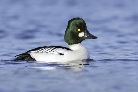 Common Goldeneye (Bucephala clangula) male, British Columbia, Canada