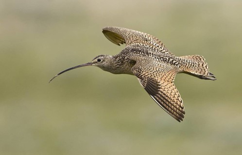 Long-billed Curlew (Numenius americanus), Alberta, Canada