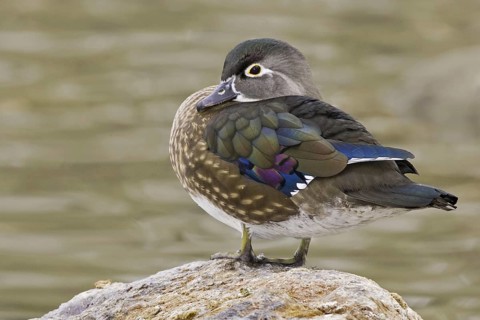 Wood Duck (Aix sponsa) female, New Mexico, USA