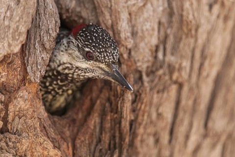 Golden-tailed Woodpecker (Campethera abingoni), Northern Cape, South Africa