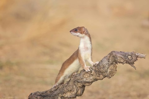 Short-tailed Weasel (Mustela erminea) close-up on tree trunk, Castile-La Mancha, Spain
