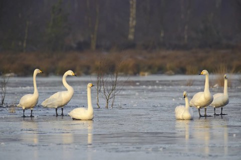 Whooper Swan (Cygnus cygnus), Lower Saxony, Germany