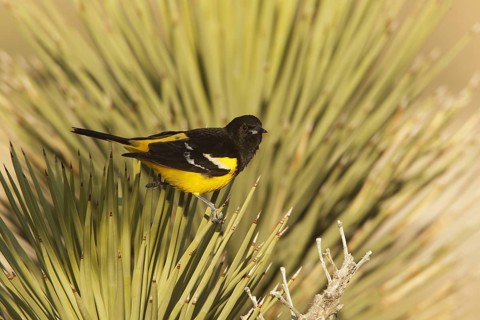Scott's Oriole (Icterus parisorum) male, California, USA
