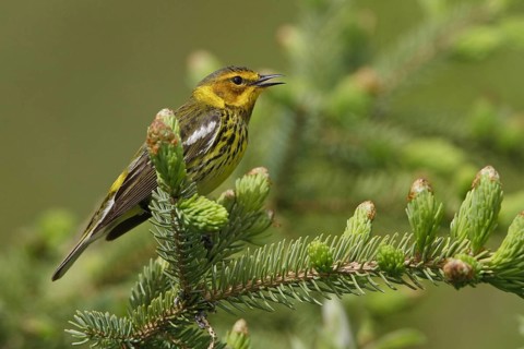 Cape May Warbler (Setophaga tigrina), Manitoba, Canada